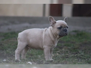 süße französische Bulldoggen Welpen!!