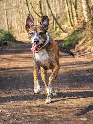 Nero - Senior, treue Seele auf der Suche nach Liebe