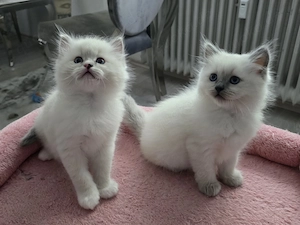 Wunderschöne Ragdoll Heilige Birma Mix Kitten
