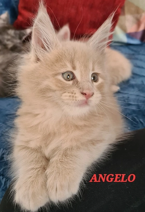 Maine-coon Kitten mit Stammbaum 