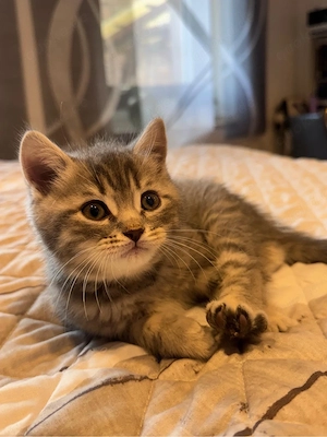 BKH kitten Bild 5