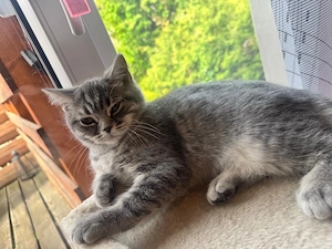 BKH kitten Bild 2