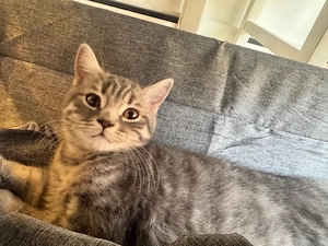 BKH kitten