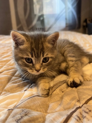 BKH kitten Bild 4