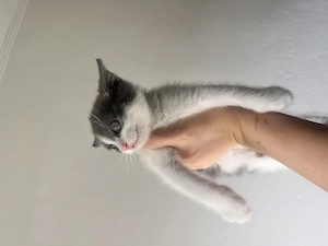Süße Kitten suchen ein liebevolles Zuhause 