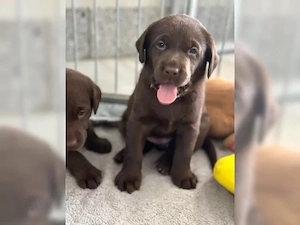 wunderschöne Typvolle Labrador Welpen!!