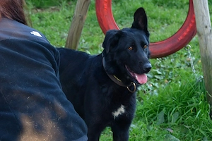 die liebe Zoe sucht ihr Zuhause