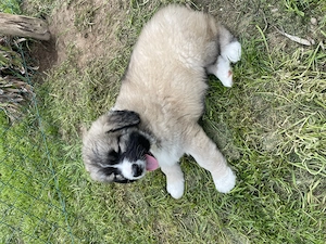 Leonberger Mischlinge Welpen Mix  Bild 3