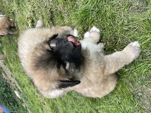 Leonberger Mischlinge Welpen Mix  Bild 2
