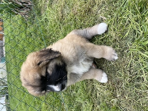 Leonberger Mischlinge Welpen Mix 