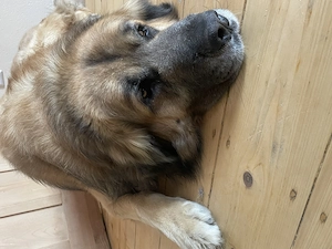 Leonberger Mischlinge Welpen Mix  Bild 4