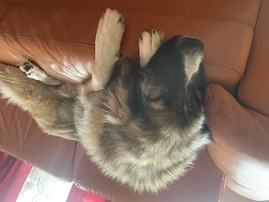 Leonberger Mischlinge Welpen Mix  Bild 5
