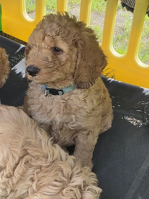 Labradoodle Kalle darf im Juni ausziehen