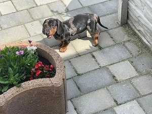 Susss Zwergdackel welpen!!
