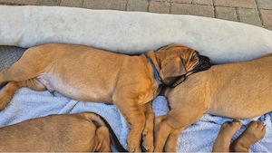 Hannoversche Schweißhunde