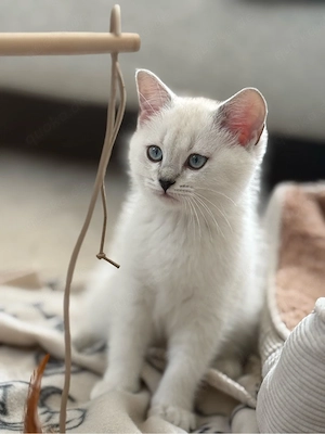 britische Kurzhaar kitten