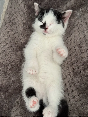baby katzen zum verkaufen 