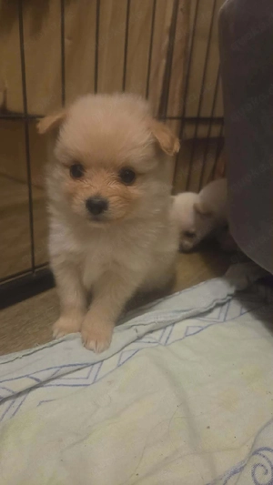 welpen chihuahua spitz