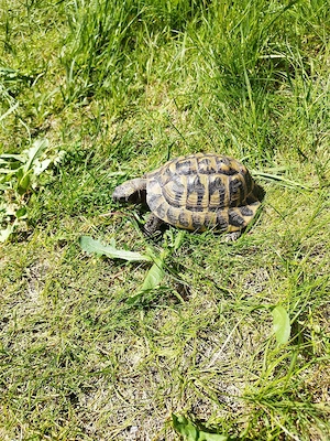 Griechische Landschildkröte
