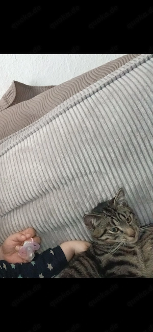 Grauer Kater 8 monate
