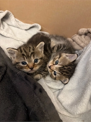 Katzenbabys suchen ab Juli 2026 ein neues Liebevolles Zuahuse 
