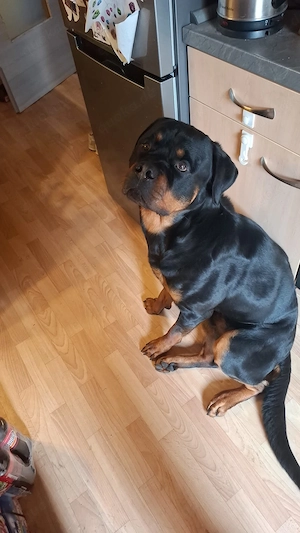 Rottweiler Rüde, 3,5 Jahre , kastriert Bild 2