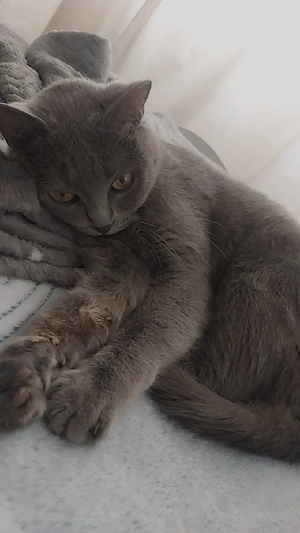 liebe BKH Katze Weibchen 