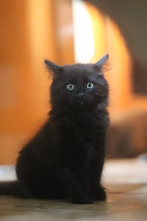 zwei Kitten suchen liebevolles Zuhause