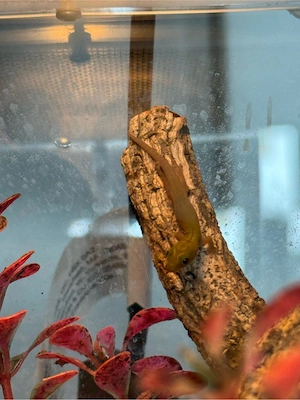 Goldstaubtaggeckos