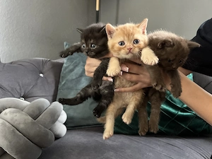 Reinrassige BKH kitten in Verschiedenen Farben