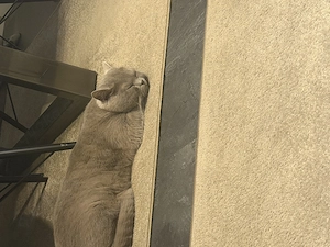 Britisch kurzhaar kater 