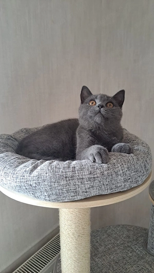 Britisch blau kurzhaar mit Stammbaum deckkater