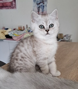 Wunderschöne reinrassige BKH Kitten suchen ein liebevolles Zuhause