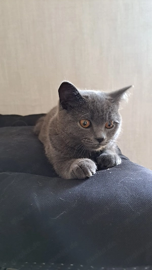 Britisch blau kurzhaar mit Stammbaum deckkater Bild 2
