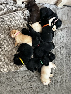 Labradorwelpen aus liebevoller Aufzucht