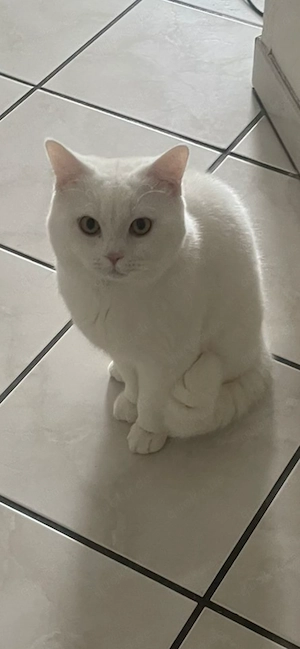  Deckkater BKH - Kater (nicht zum Verkauf )