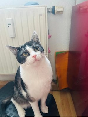 2 zuckersüße junge  Kater 