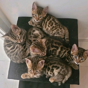 Wunderschöne Bengal-Kätzchen ab dem
