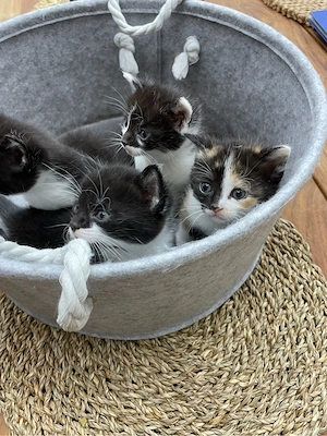 bombay katzen babys abzugeben 