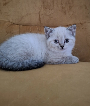 Britisch Kurzhaar Katzenbaby