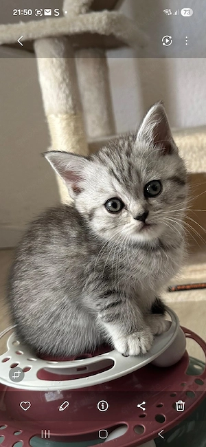 BKH Kitten Katzenbaby Katze 12 Wochen