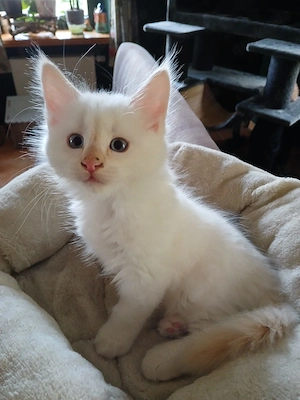 Reinrassige Ragdoll   Cherubim Kitten 
