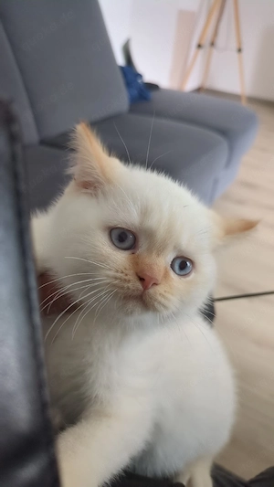 Bkh kitten