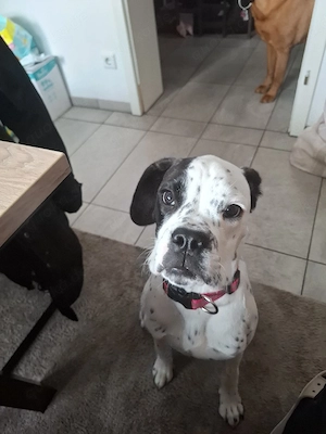 luna sucht ein neues  Zuhause 