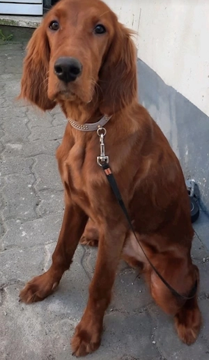 Irish Red Setter Hündin 