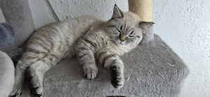 Britisch kurzhaar 6Monat alte Katze Geimpft und Entwurmt 