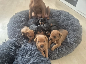 Zwergpinscher Welpen