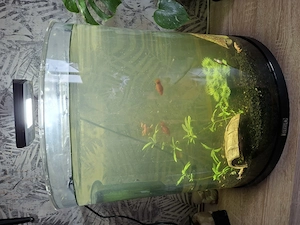Aquarium mit Besatz