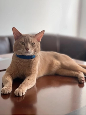 Flo ein reinrassiger Kater