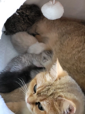 wunderschöne bkh babykatzen   